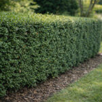 Żywopłot w ogrodzie – jak wybrać formę i gatunek, który naprawdę zadziała